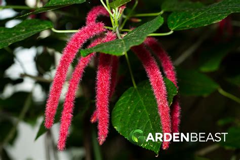 Chenille Plant: All You Need To Know!
