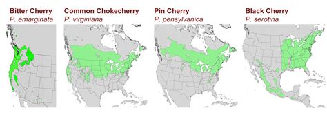Cherries Geographical Origin