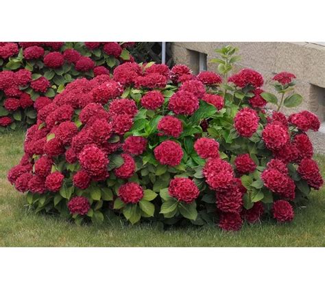 Cherries Jubilee Hydrangea