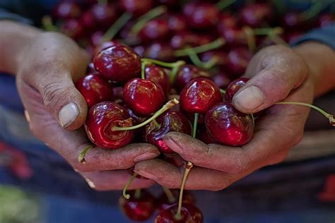 Cherries Origin