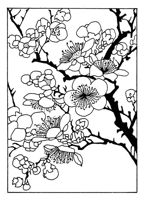 Cherry Blossom Coloring Pages: Relaxing And Creative Way To Enjoy Spring