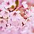 cherry blossom desktop wallpaper