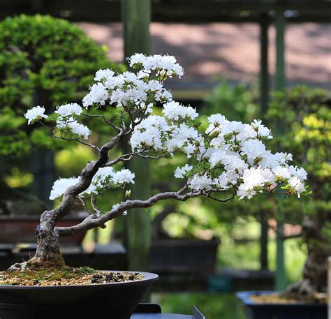 Cherry Bonsai Tree: A Beautiful Addition To Your Garden