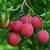 cherry plum tree for sale