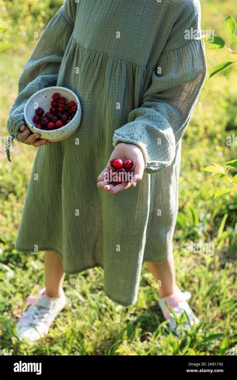 Cherry And Berry Picking