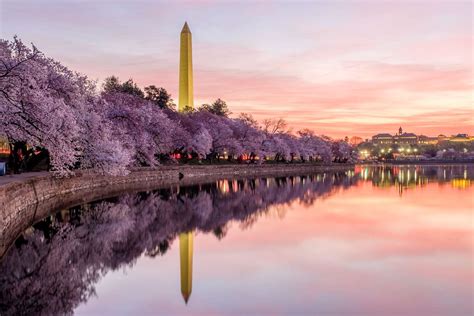 Cherry Blossom Dc Spots