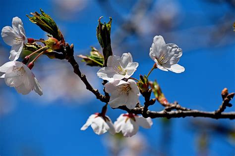Cherry Blossom High Park