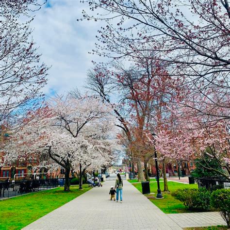 cherry blossom in nj