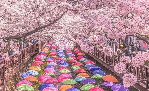 cherry blossom in south korea 2023
