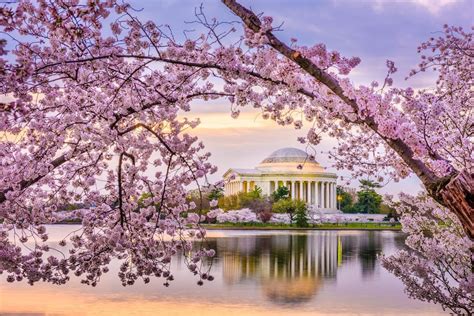 cherry blossom in washington dc 2023