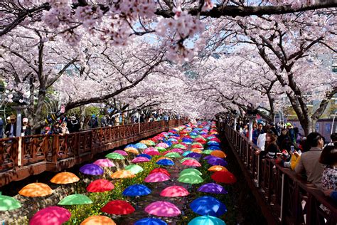cherry blossom season in south korea