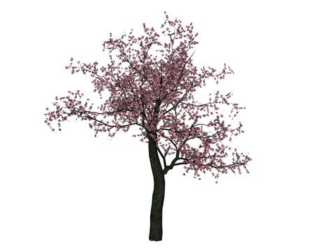 cherry blossom small tree