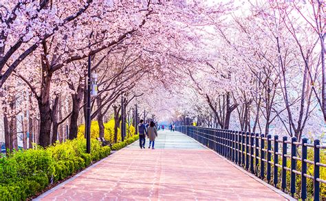 cherry blossom time in seoul