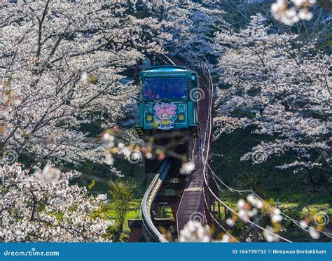 cherry blossom tracker japan