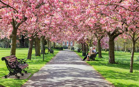 cherry blossom trees in a park