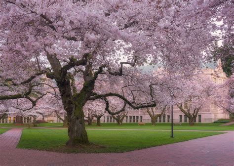 Cherry Blossom Trees Seattle