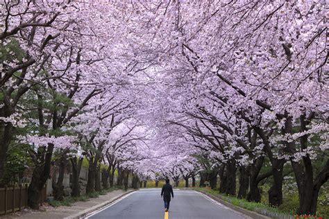 cherry blossom trees south korea