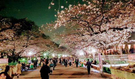cherry blossom update japan