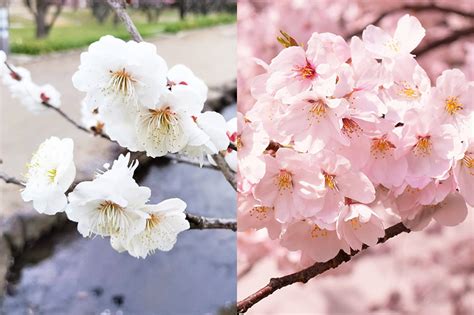 Cherry Blossom Vs Sakura