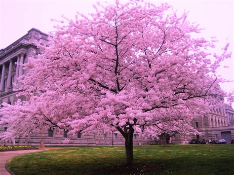 cherry blossom.tree