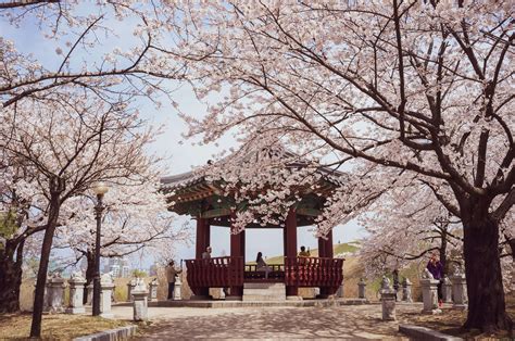 cherry blossoms date in korea