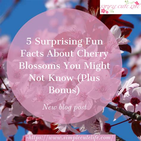 Cherry Blossoms Fun Facts