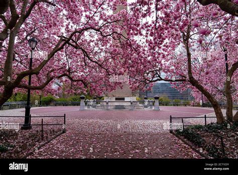 cherry blossoms ny