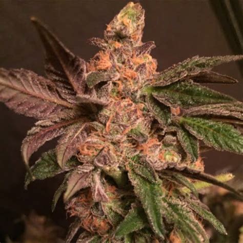 Cherry Cookie Dough Strain