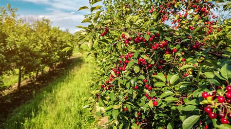 Cherry Fruit Garden
