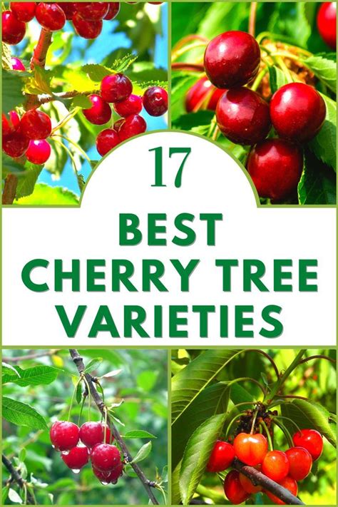 Cherry Fruit Tree Varieties