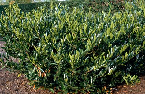 cherry laurel otto luyken