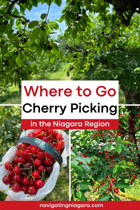 Cherry Picking Places