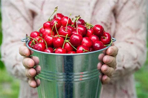 Cherry Picking Utrecht
