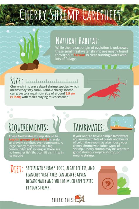 cherry shrimp care sheet