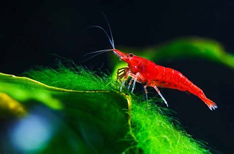 Cherry Shrimp Images