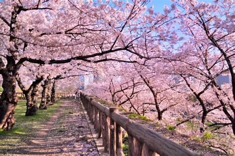 cherry time at first high