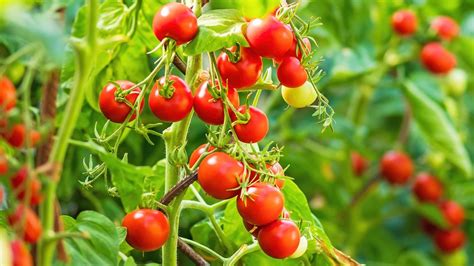 cherry tomato fertilizer