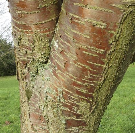 Cherry Tree Bark