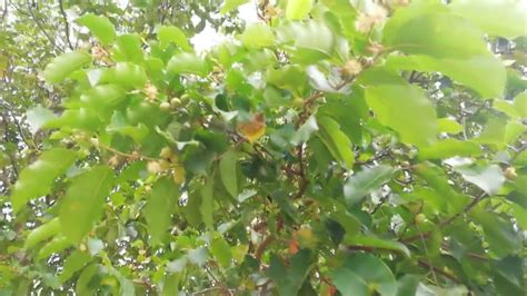 Cherry Tree In Spanish