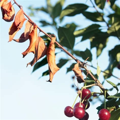 cherry tree wilting leaves