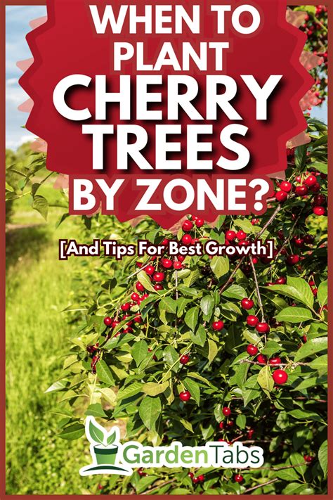 Cherry Tree Zone