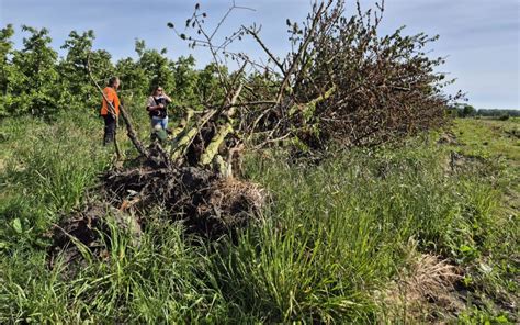 Cherry Trees Are Dying