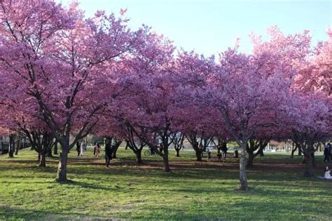 cherry trees for texas