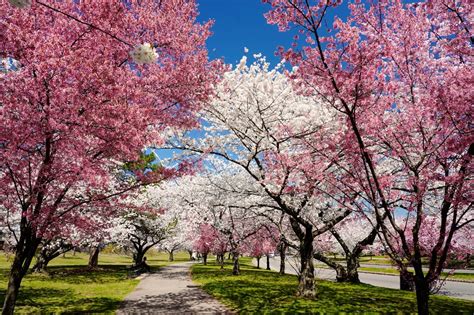 Cherry Trees In Nj