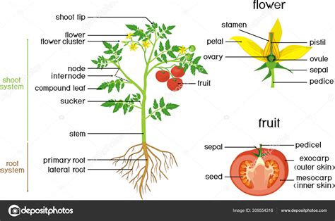 Morphology of Tomato Plant with Green Leaves, Red Fruits, Yellow