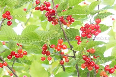 cherrys berries