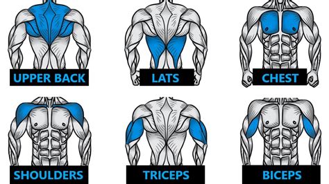 Chest Back Legs Shoulders