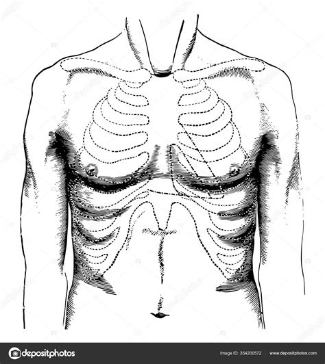 Chest Drawing Meaning