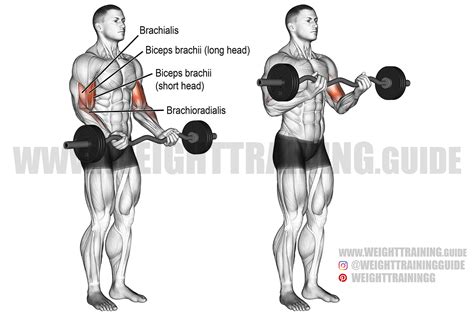 Chest Exercises Curl Bar