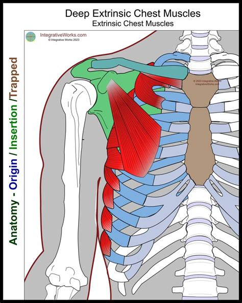 Chest Meaning Etymology